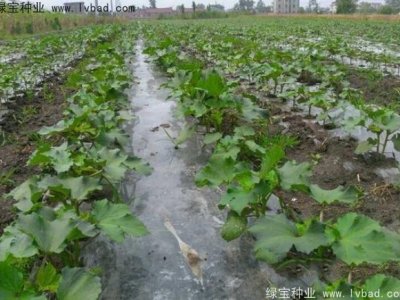 黃秋葵種子
